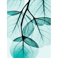 Teal Eucalyptus Poster Print by Albert Koetsier-VARPDXAKZRC366A2 Image 1 Albert Koetsier, 수채화 그림, Simple Acrylic Paintings, Shades Of Turquoise, Color Textures, Teal Colors, Color Inspiration, Watercolor Flowers, Find Art