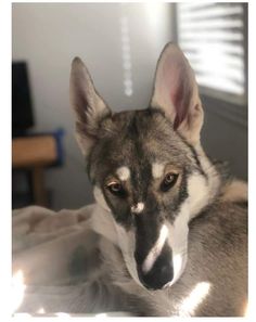 a close up of a dog laying on a bed