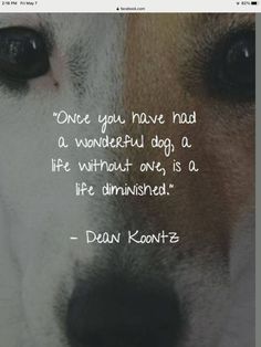 a dog's face with the words, once you have not a wonderful dog, a life without one, is a life determined