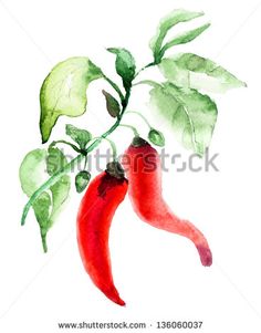 watercolor painting of two chili peppers with green leaves on the top and one red pepper below