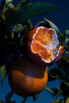 an orange that has been cut in half sitting on a tree with leaves and blue sky behind it