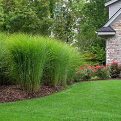 the front yard is neatly trimmed and ready to be used for landscaping