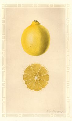 a lemon and a grapefruit are shown in this antique illustration from the late 19th century