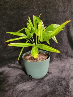 a green potted plant sitting on top of a black cloth