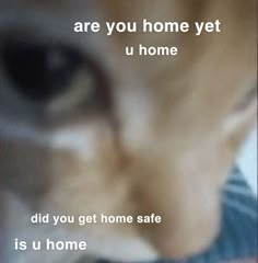 a close up of a cat's face with the caption that says cats are you home yet u home