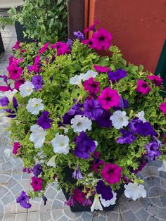 purple and white flowers in a pot on the ground