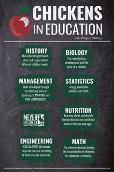 chickens in education poster on a blackboard with information about the different types of chickens