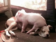 two small pigs laying next to each other on top of a carpeted floor in front of a window