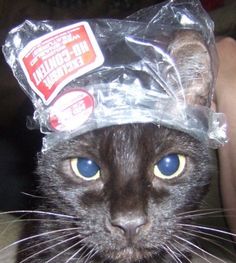 a black cat wearing a plastic bag on its head