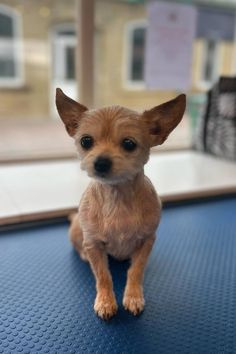 a small brown dog sitting on top of a blue mat