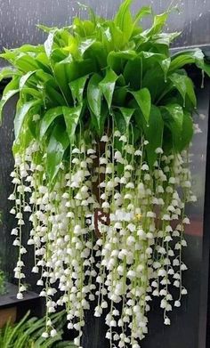 white flowers are hanging from the side of a building with green leaves and plants around it