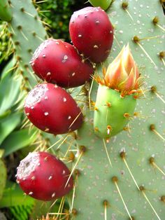 a cactus with red flowers and green leaves