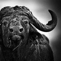 a black and white photo of an animal with large horns