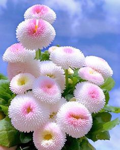 pink and white flowers with green leaves in front of the blue sky on a sunny day