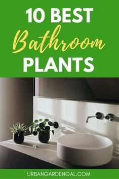 the top 10 best bathroom plants to grow in your house and garden them all year round