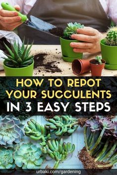 how to repot your succulents in 3 easy steps by susan grisby