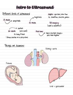 the diagram shows different types of lungs