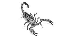 a black and white drawing of a scorpion on a white background with the caption's name below it