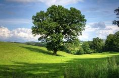 a large tree in the middle of a grassy field