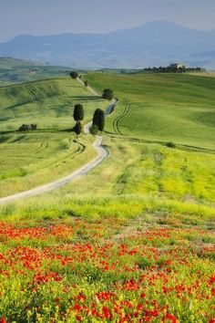 an open field with red flowers in the foreground and a dirt road winding through it