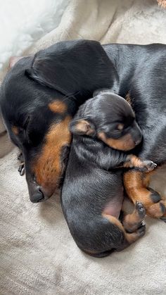 two black and brown puppies cuddling on top of each other's back