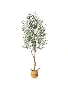 an olive tree in a basket on a white background