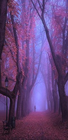 a person walking down a path in the middle of a forest filled with trees and leaves