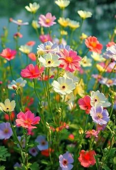 many different colored flowers in a field