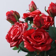 a bouquet of red roses with green leaves on the stems and buds, in front of a white background