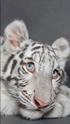 a white tiger with blue eyes laying down