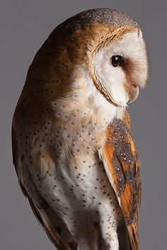 an owl perched on top of a wooden post