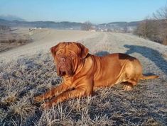 a large brown dog laying on top of a dry grass field