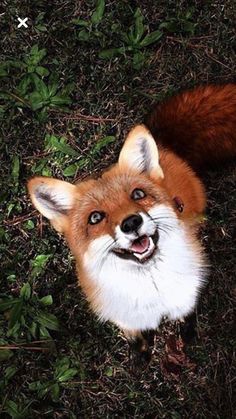 an orange and white fox laying on top of grass next to green plants, looking up at the camera