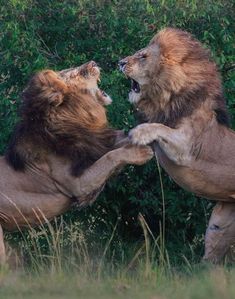 two lions playing with each other in the grass