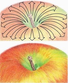 an apple is shown with the center section cut out to show how it's different colors