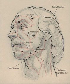 a drawing of the head and neck with arrows pointing to different locations on it's side