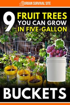 a bunch of fruit trees in five gallon buckets with the title 9 fruits you can grow in five gallon buckets