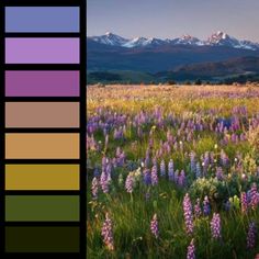 a field full of purple flowers with mountains in the background