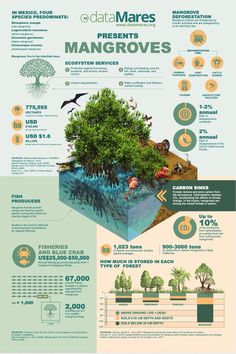 an info poster showing the different types of mangroves