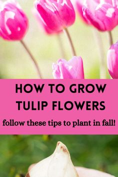 tulip bulb in hand and pink tulip flowers blooming When To Plant Tulip Bulbs, When To Plant Tulips, Plant In Fall, Growing Tulips, Plant Bulbs, Beautiful Tulips, Planting Tulips