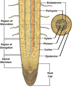 the structure of an animal's body and its external structures, including their main parts