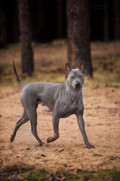 a gray dog walking across a dirt field