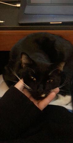 a black cat laying on top of a person's lap