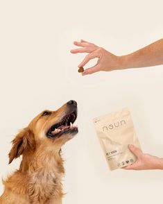 a dog looking up at a person's hand holding a bag of nuun