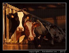 several cows are standing in their pen at night