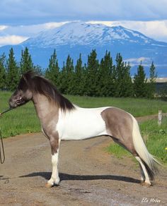 a woman is leading a horse down the road with mountains in the background on a sunny day