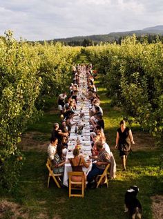 a long table with people sitting at it in the middle of an apple orchard surrounded by trees