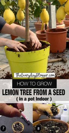 how to grow lemon tree from a seed in a pot