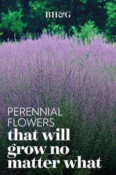 a field with purple flowers and the words perennial flowers that will grow no matter what they are