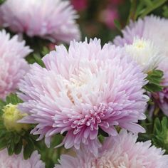 pink and white flowers with green leaves in the background